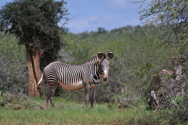 The rare Grevys's zebra at the Mpala Research Center and Wildlife Foundation