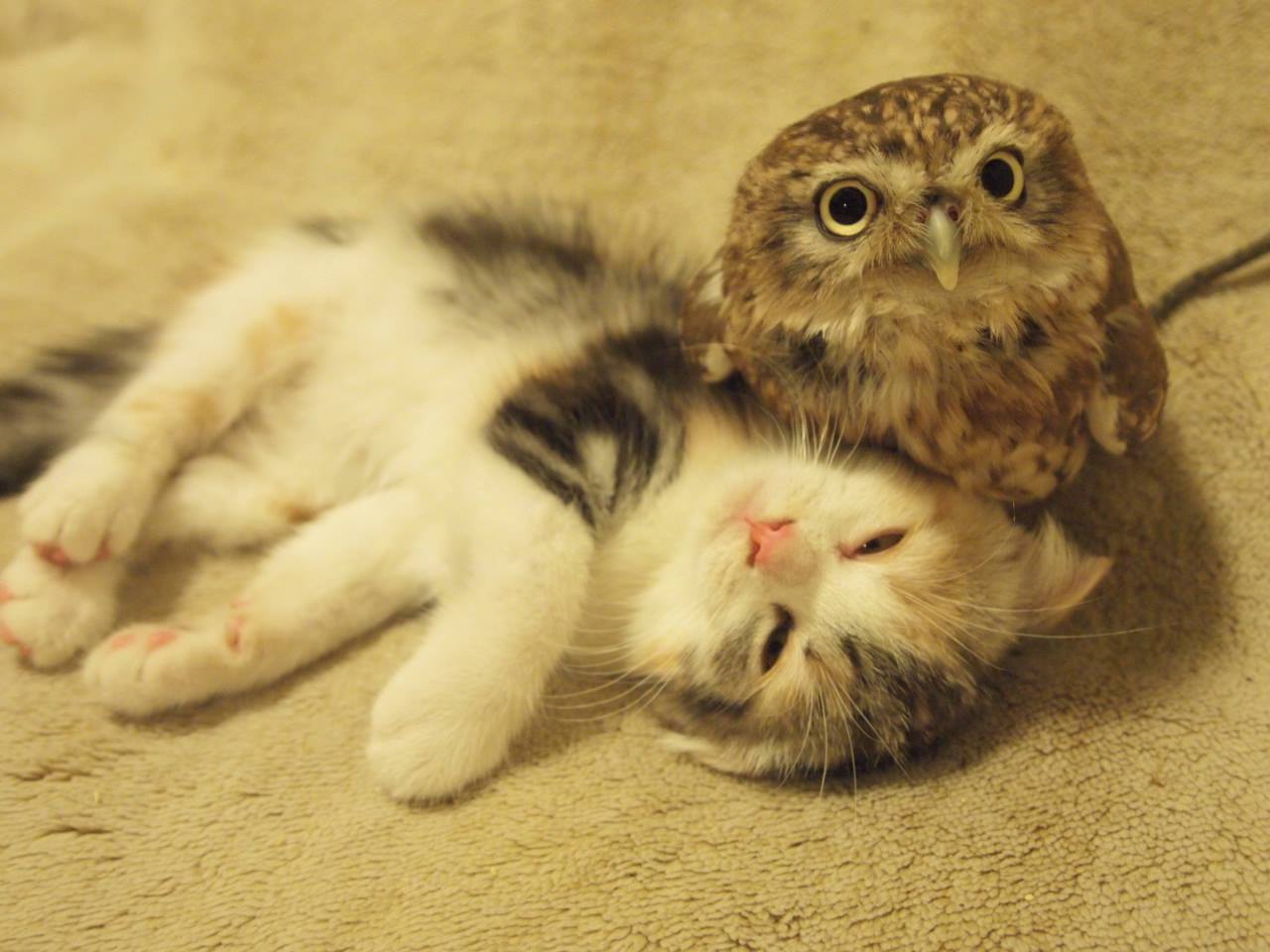 Kitten and owl hukulou coffee