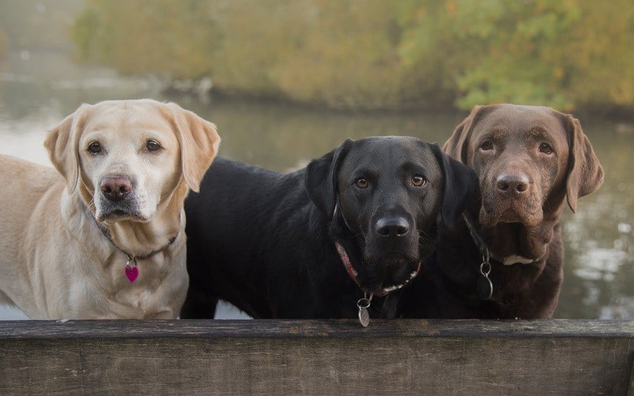 Yellow, black, and chocolate Labradors