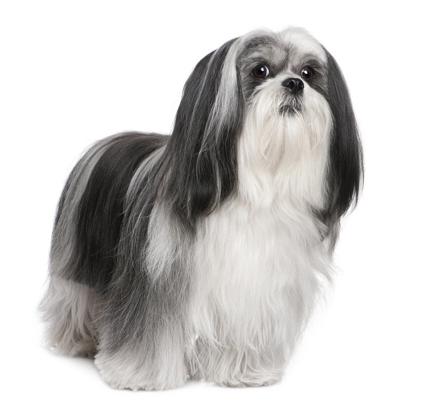 Lhasa Apso Lhasa Apso