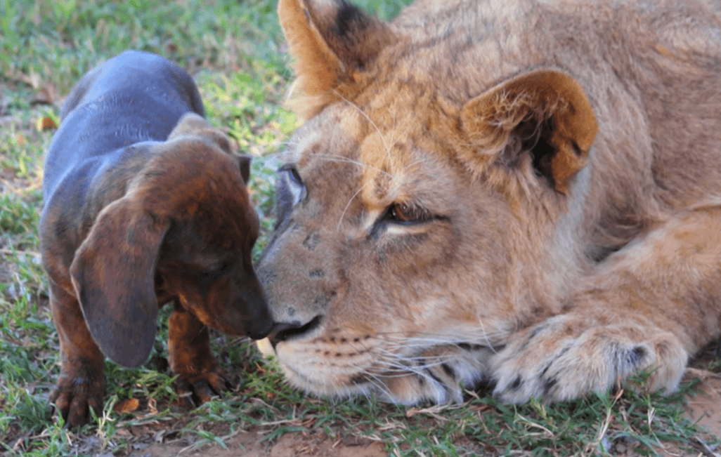 Lion And Wiener Dog Best Friends Lion And Wiener Dog Best Friends