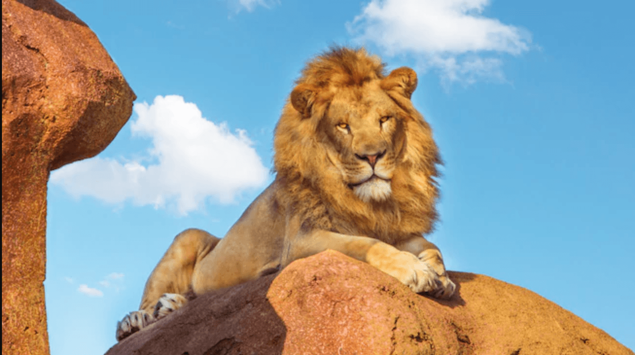 Lion disney