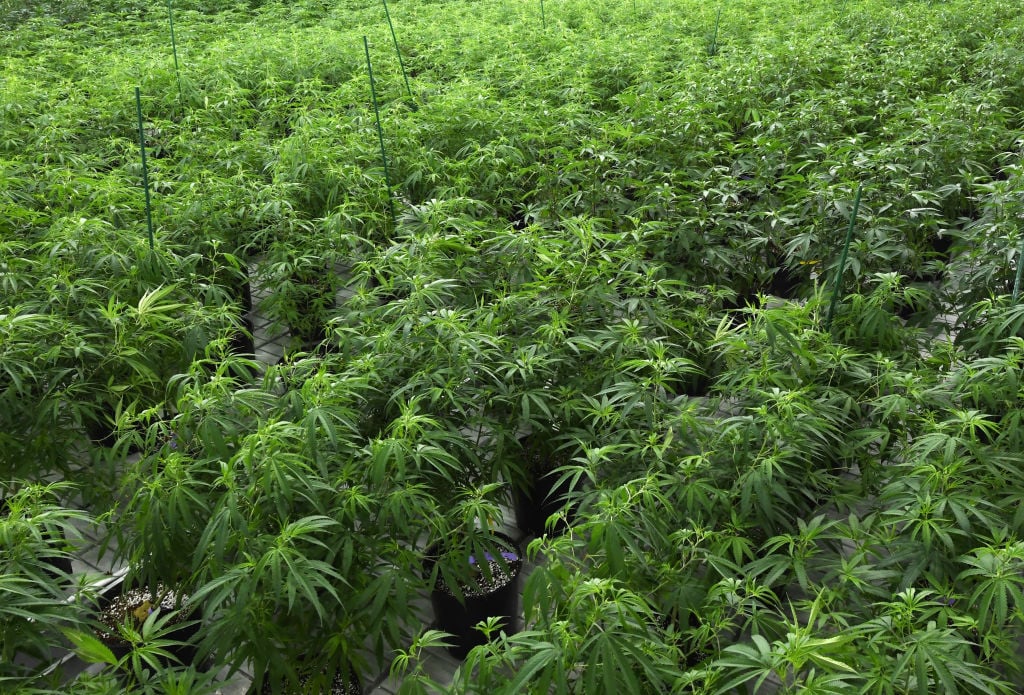 Marijuana plants are grown at Essence Vegas