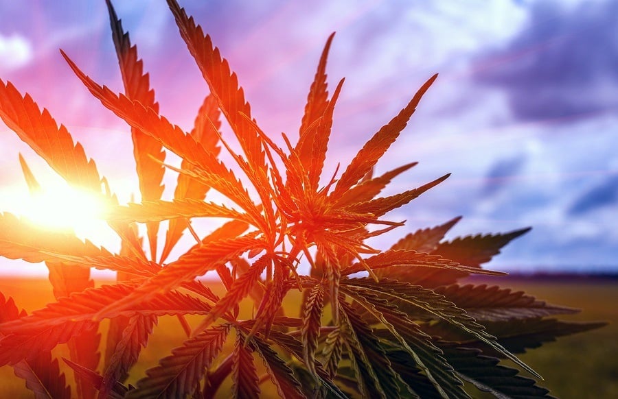 You Won’t Believe How Much These States Have Made Since Legalizing Marijuana