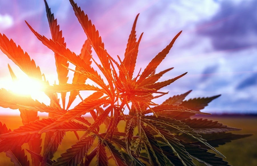 marijuana bush on a background of the cloudy sky at sunset marijuana bush on a background of the cloudy sky at sunset