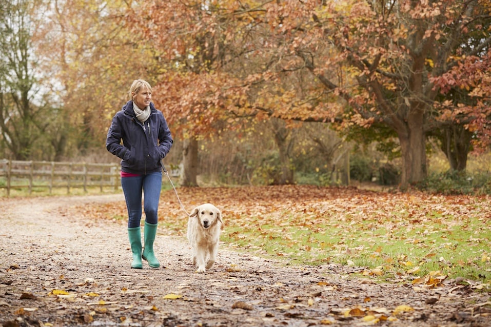 Woman walk With Labrador in forest