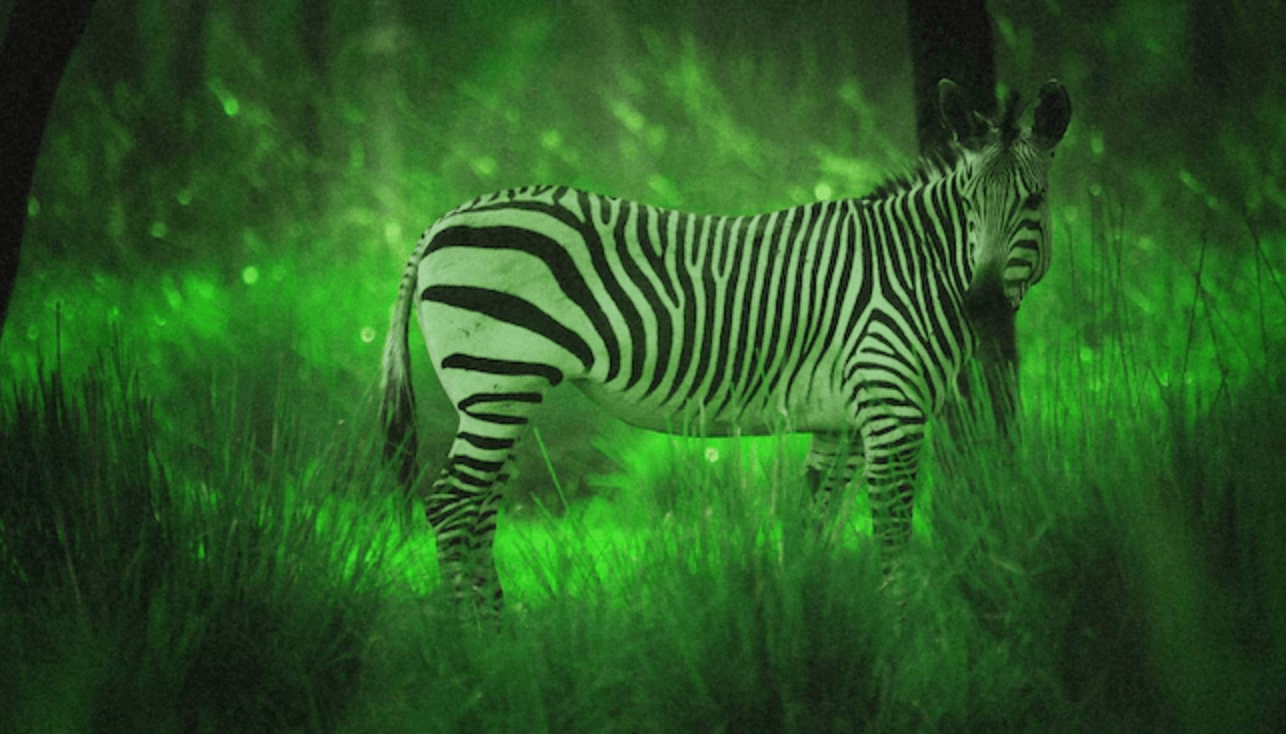 Night safari disney