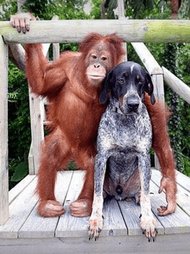 Orangutan and dog