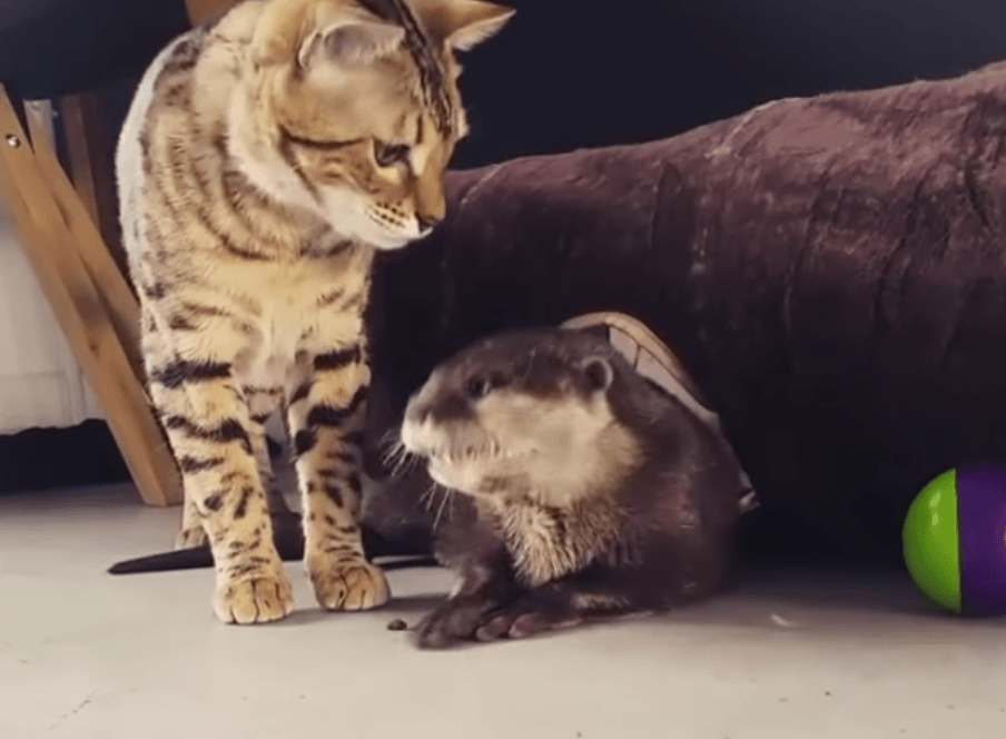 Otter and cat