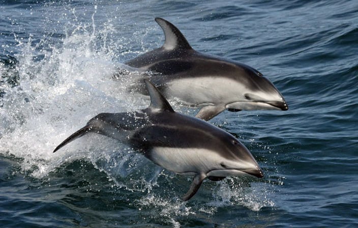 white-sided dolphins