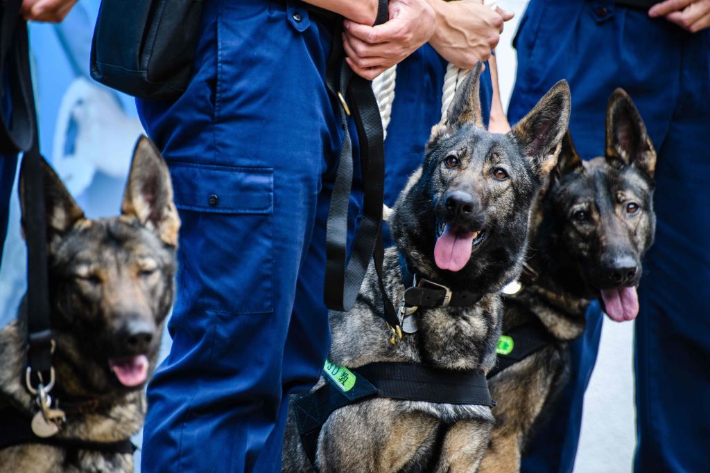 Group of K9 police dogs in training