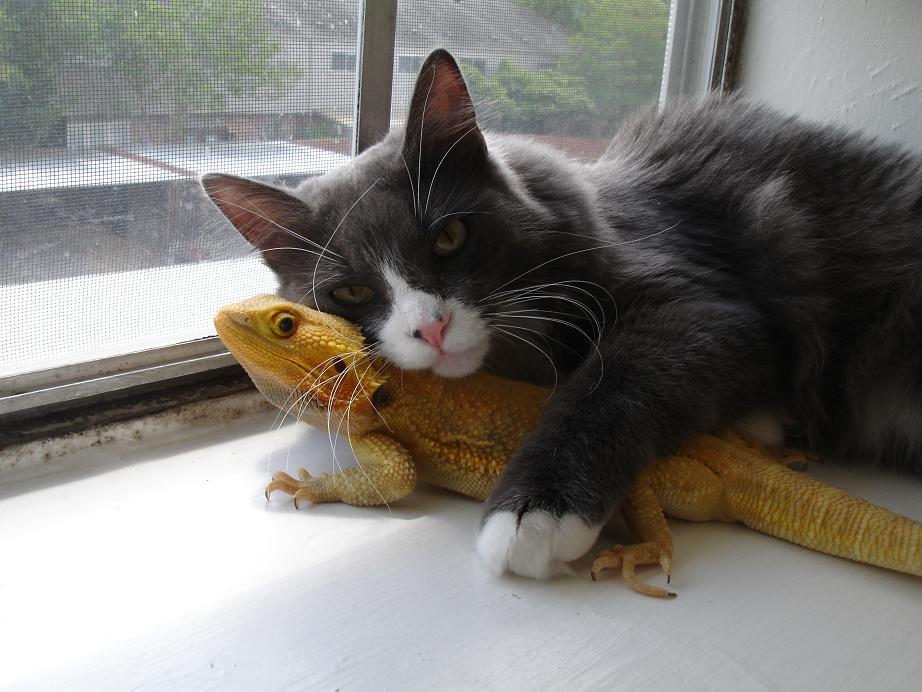 Puppet and puff lizard at