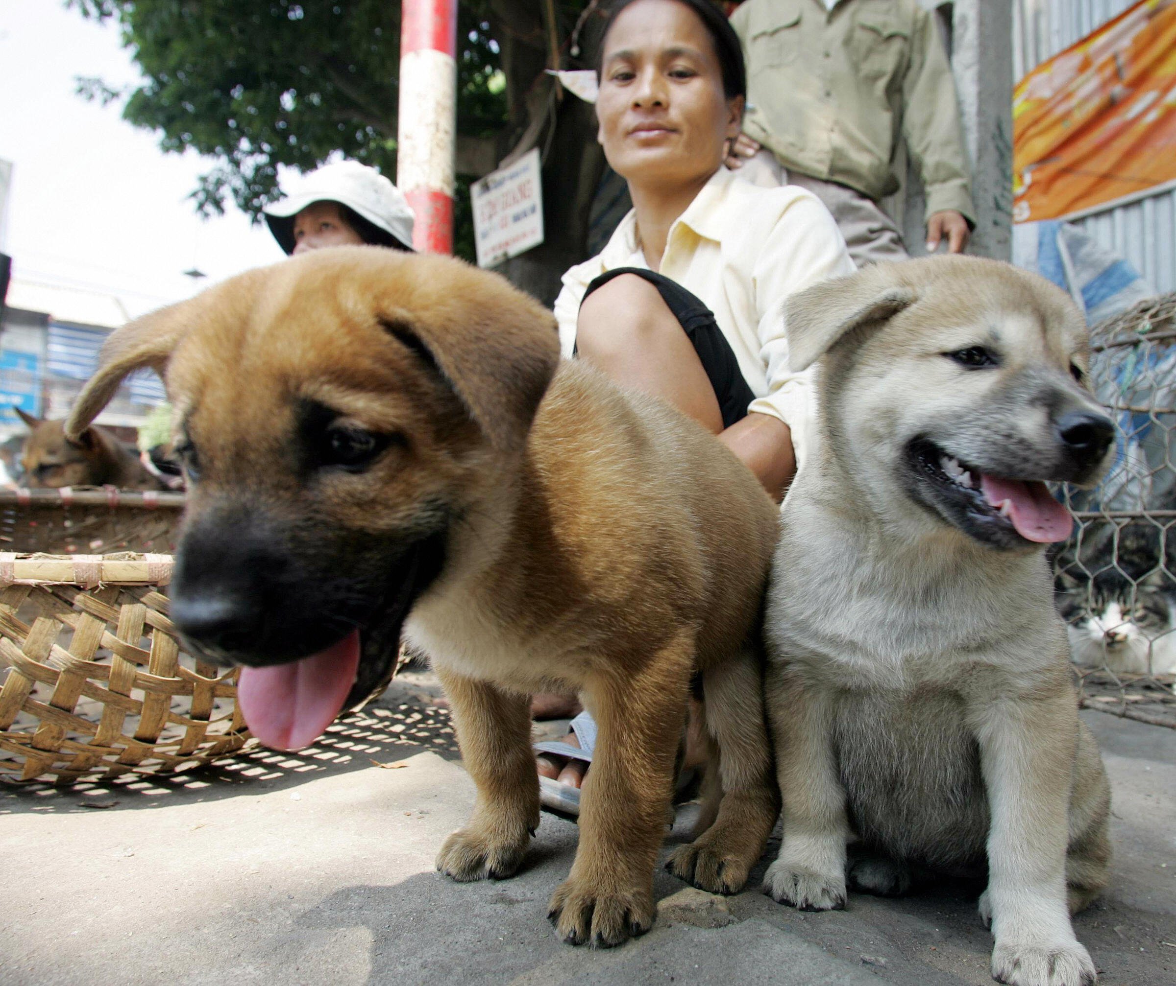Two women sit selling young dogs at a road side