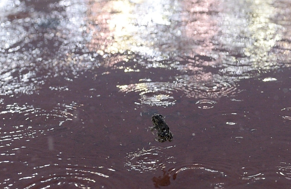 A frog jumps in the flooded pitch of the Monumental Stadium