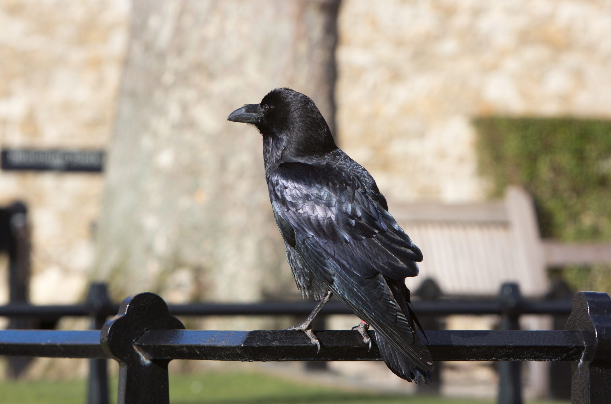 Raven at Tower of London in England, UK