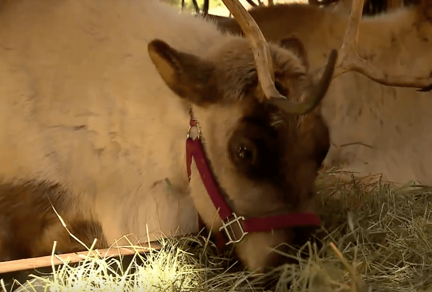 Reindeer disney