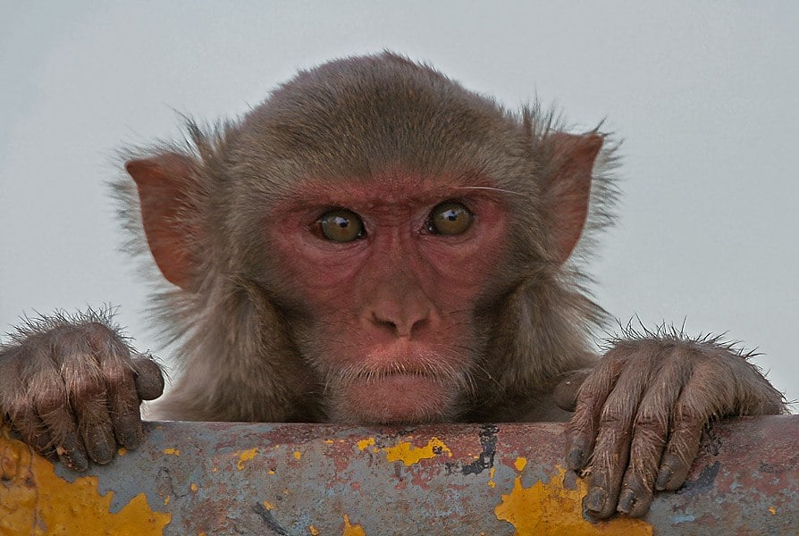 Rhesus monkey