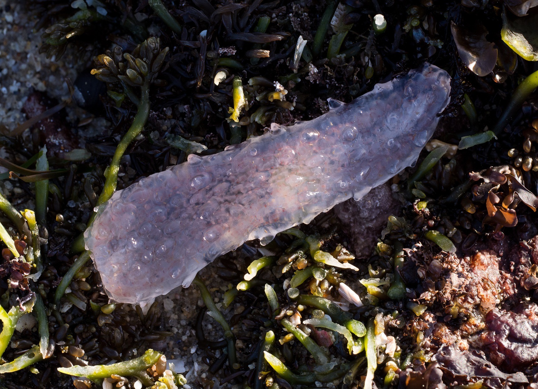 Sea Pickle (Pyrosoma) on the ground