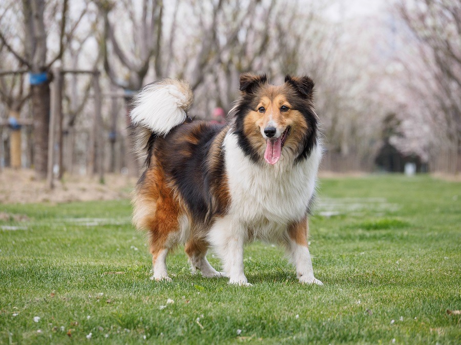 collies Shetland Sheepdog collies Shetland Sheepdog