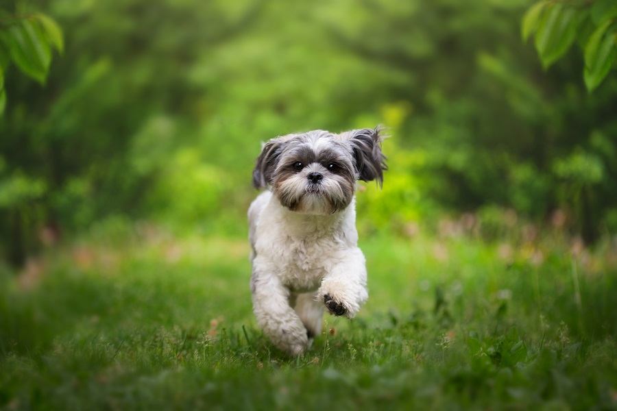 Shih tzu