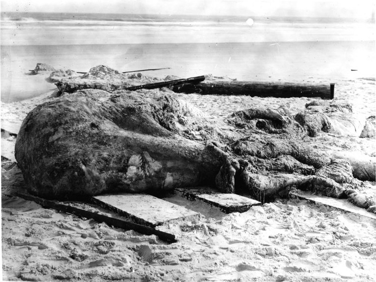 St Augustine Monster