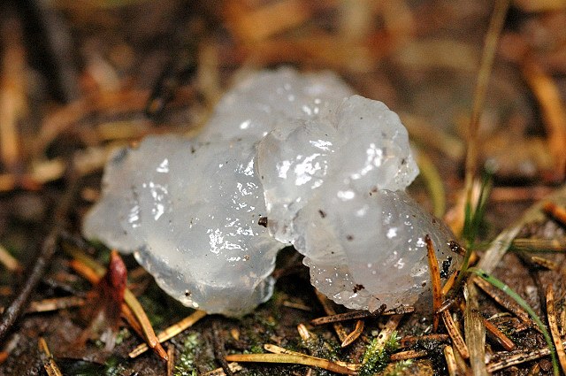 Star Jelly