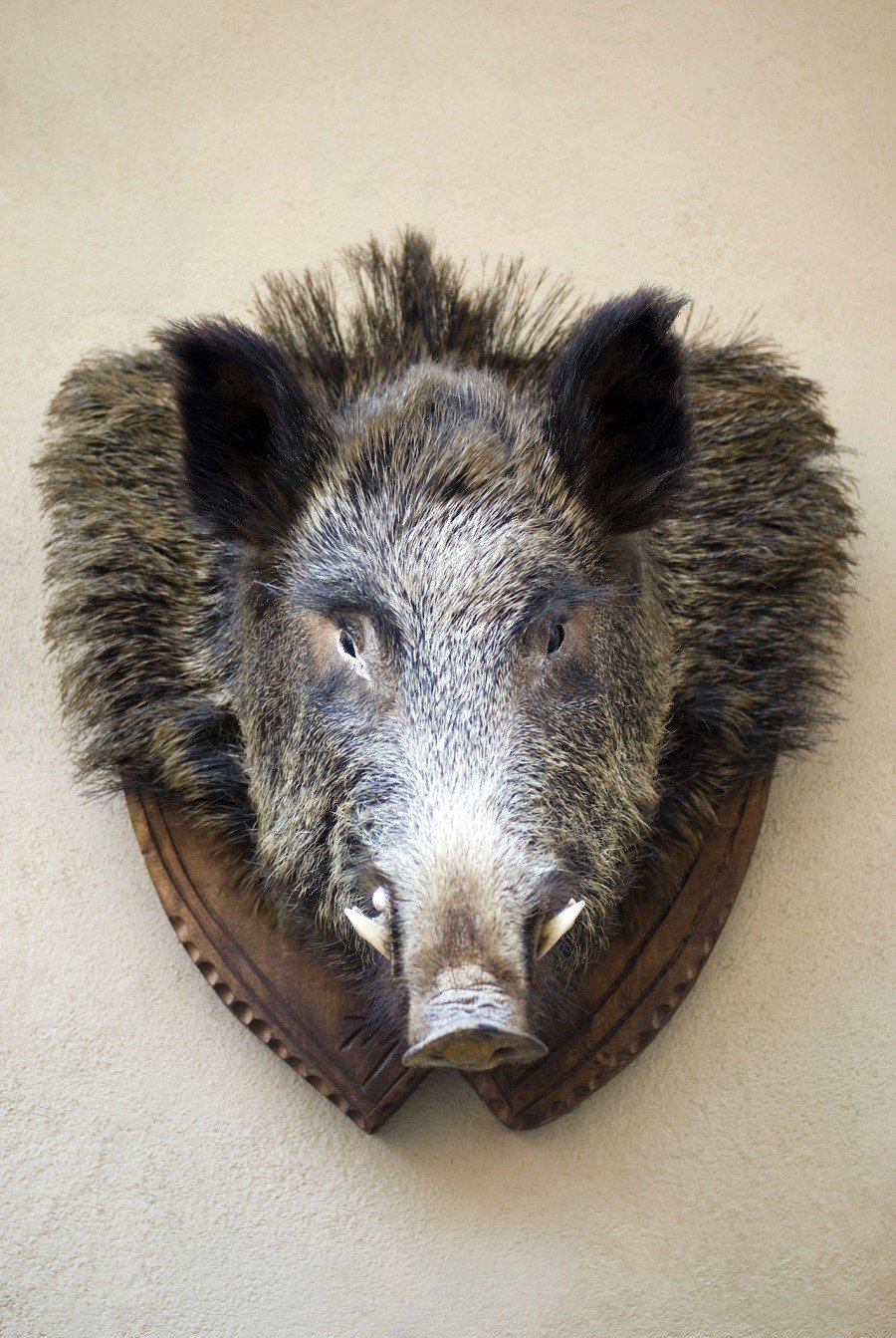 Mounted stuffed wild boar's head