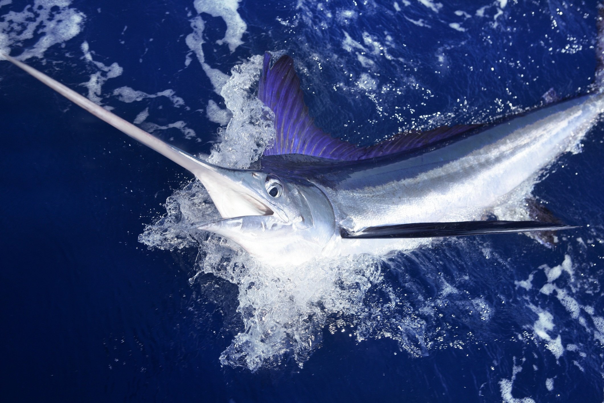 White marlin jumping out of the water