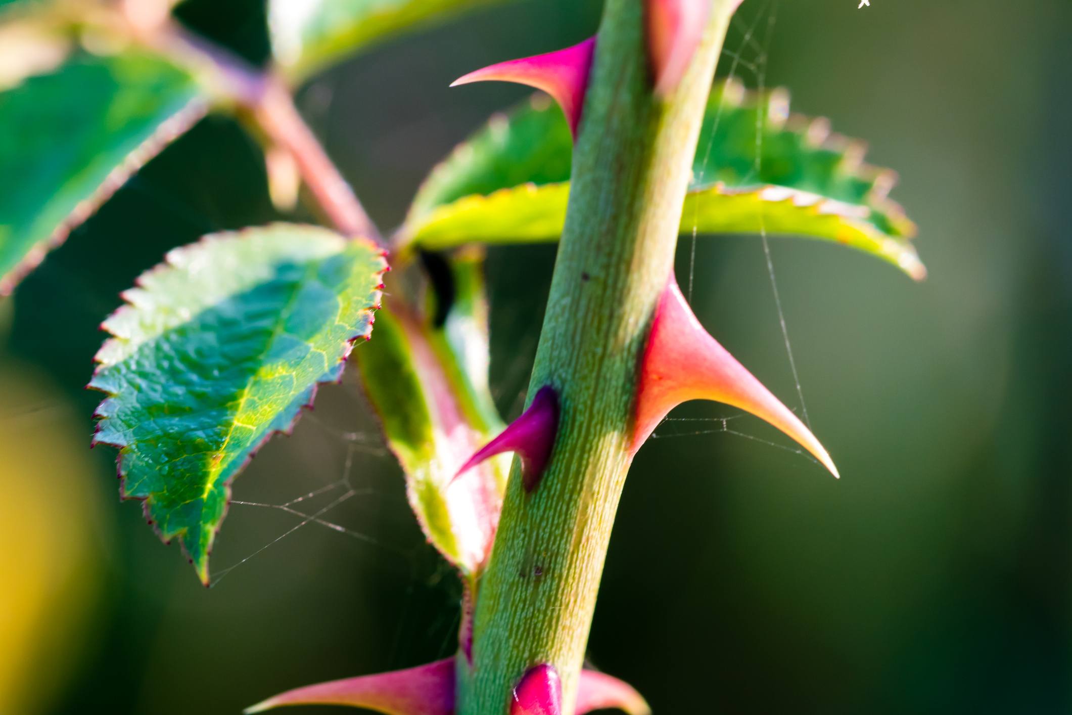 Sharp thorns of a wild rose, close-up shot