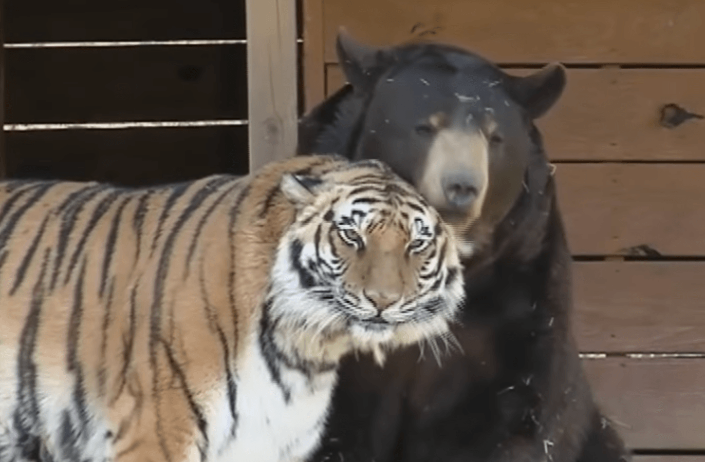 Tiger and bear