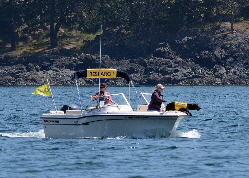 A conservation canine sniffs out whale feces in a boat