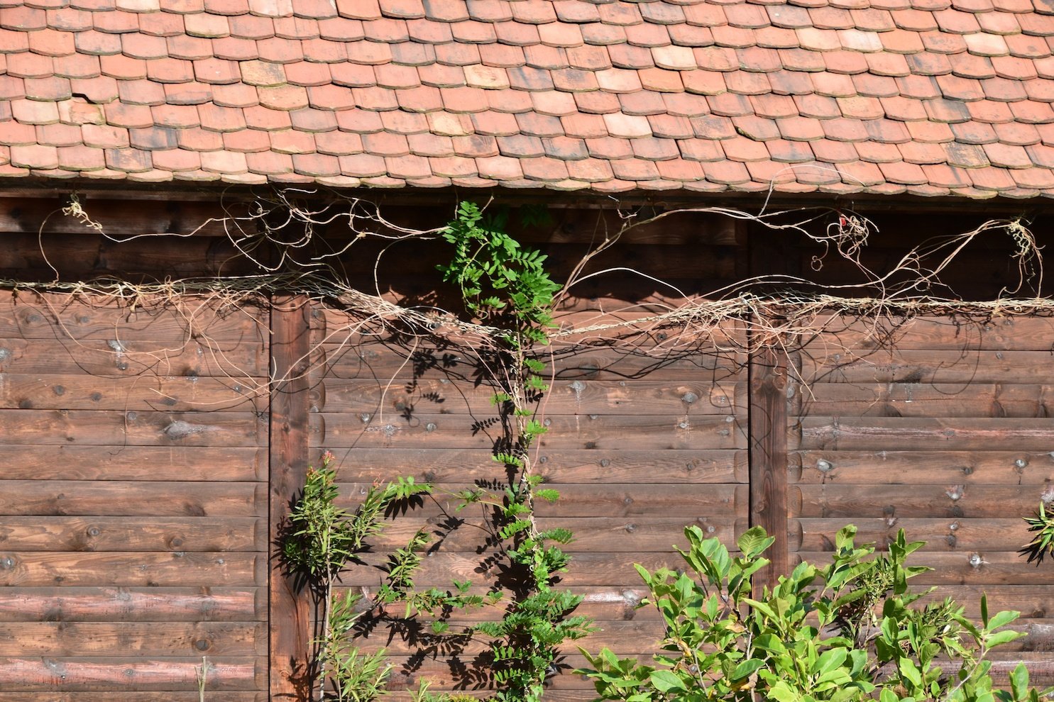 Brown wooden fence with a vine growing over