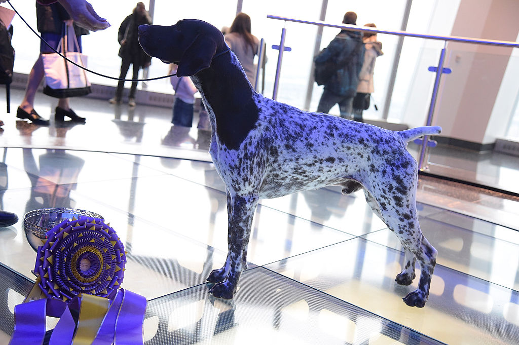 German Shorthaired Pointer and winner of the 2016 Westminster Kennel Club Winner