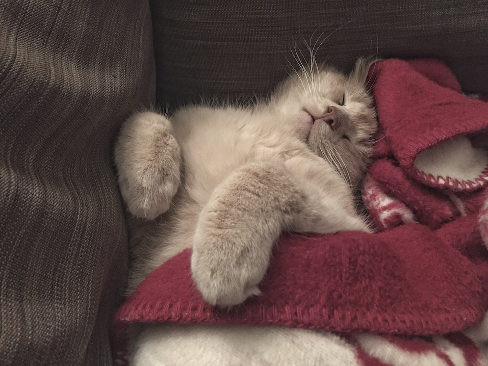 A cute cat sleeping in a bed