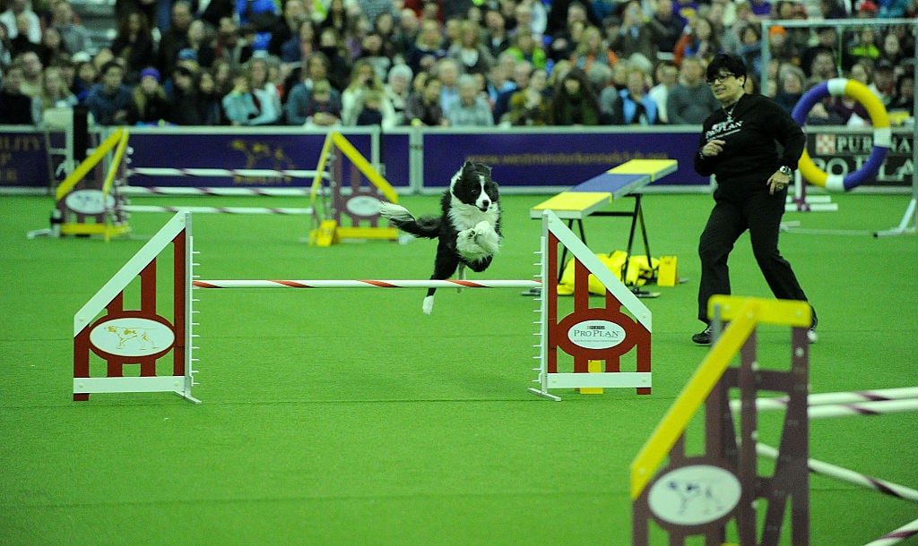 A border collie competes on the agility course.