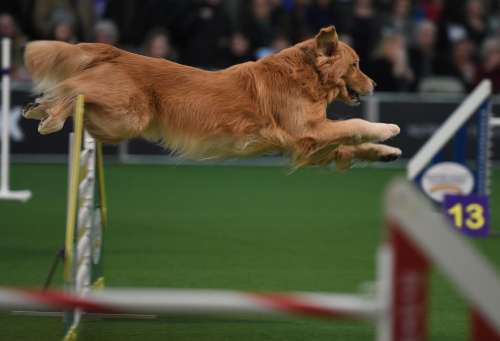 A dog competes in the agility course during the 5th Annual Masters Agility Championship