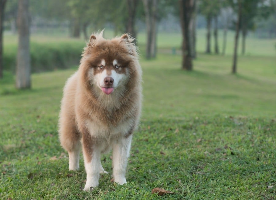 Alaskan-malamute Alaskan-malamute