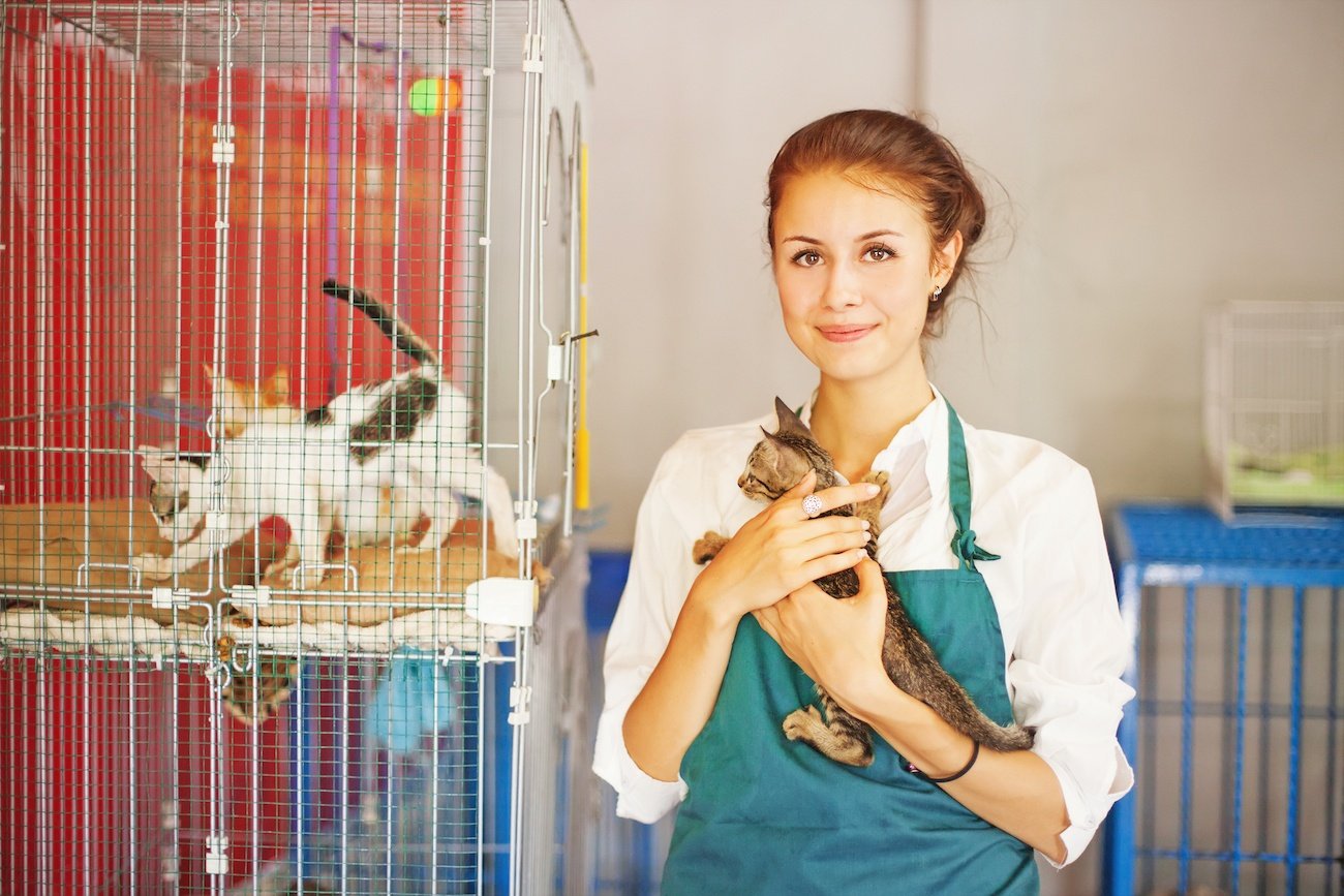 Volunteer with Cats at an animal shelter