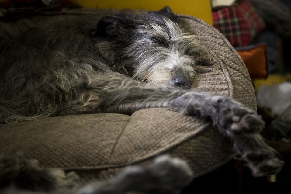 An Irish Wolfhound sleeps in the grooming area