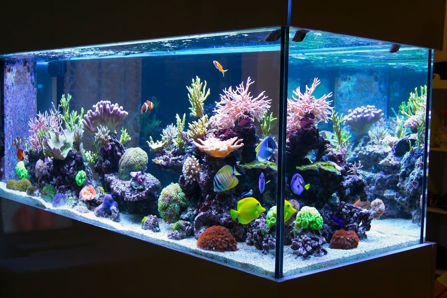 aquarium aquarium
