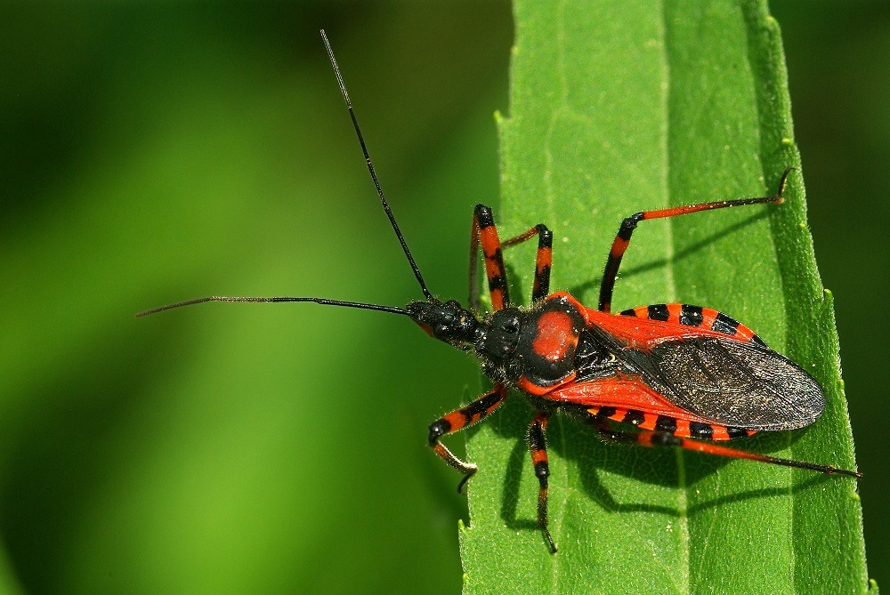 Assassin bug
