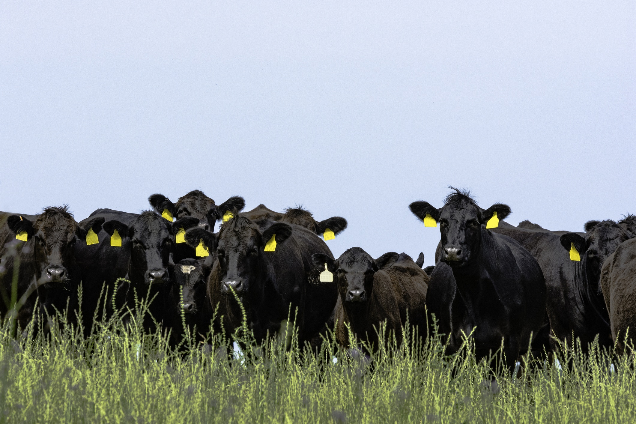 Line of Angus cattle