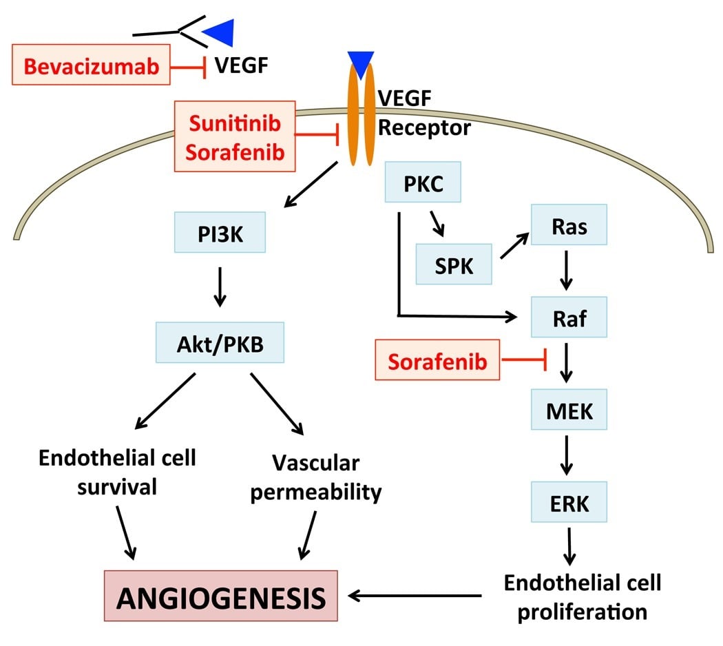 Bevacizumab