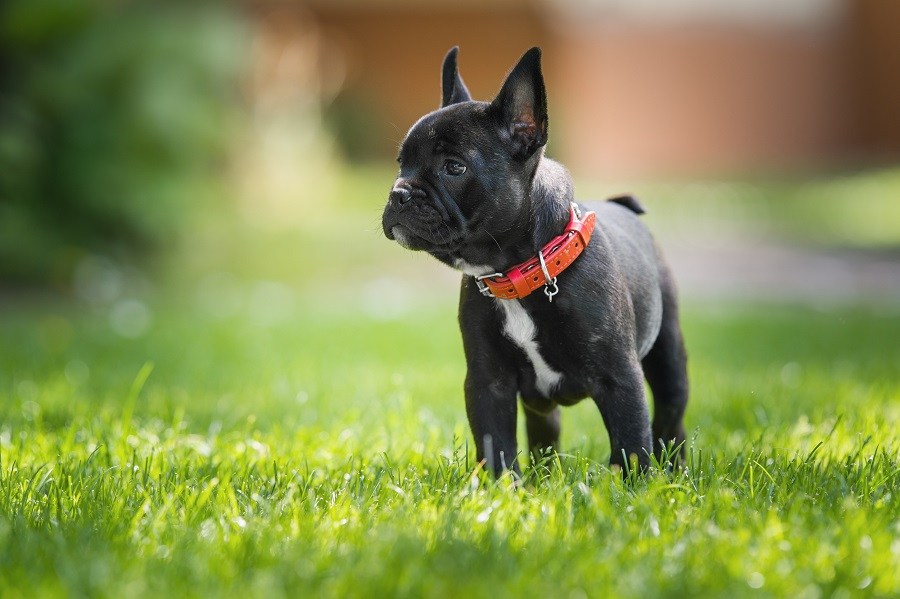 French bulldog puppy Black Black French bulldog puppy