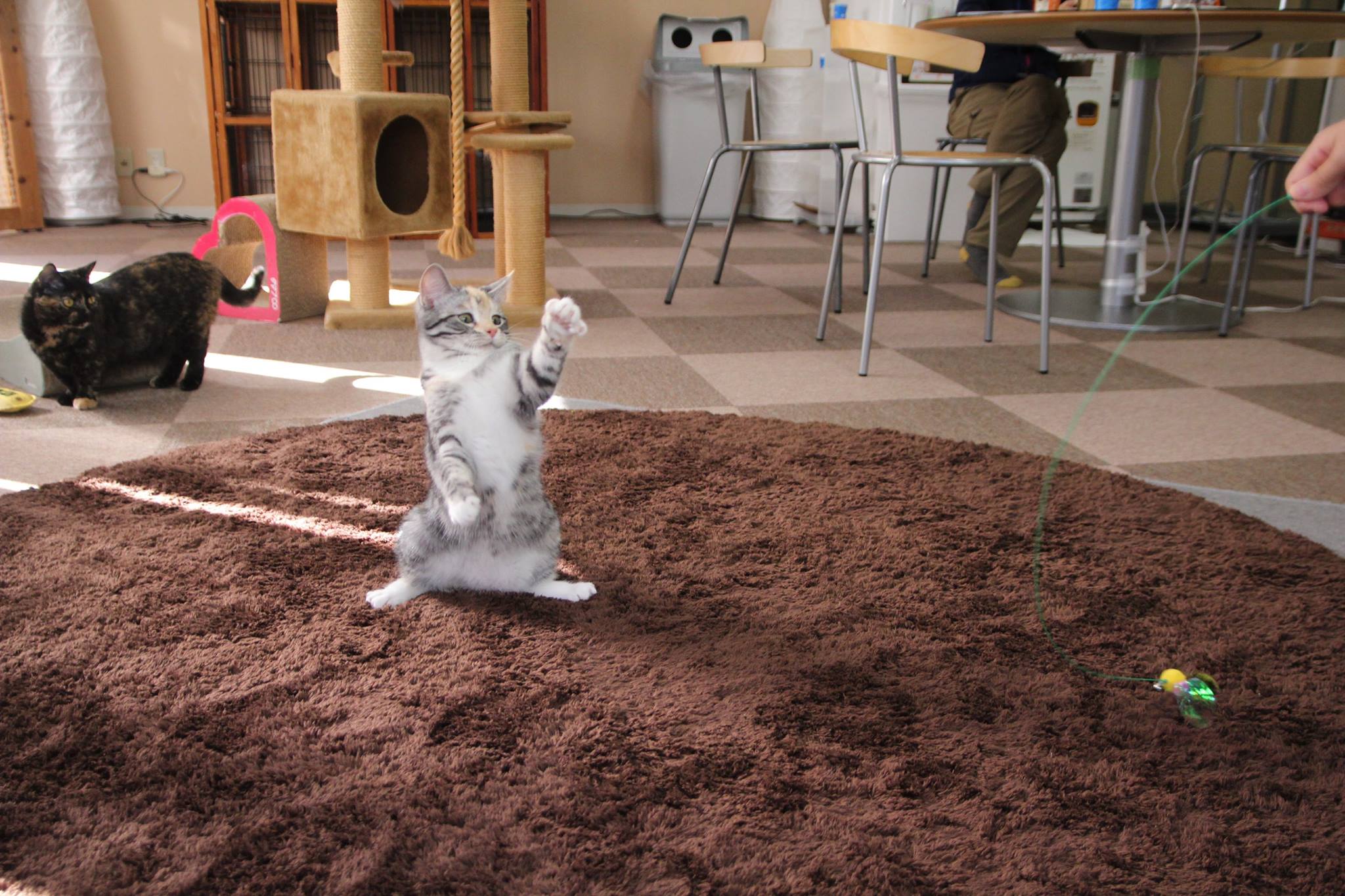 Cat Cafe Nekorobi