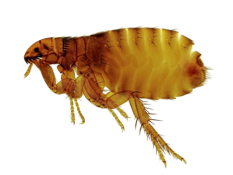 Cat flea