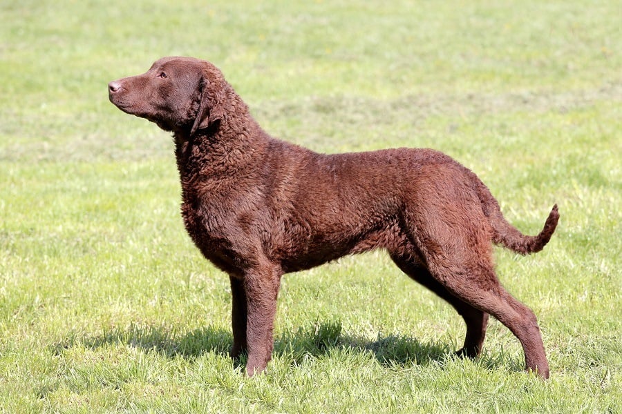 Chesapeake Bay Retriever Chesapeake Bay Retriever