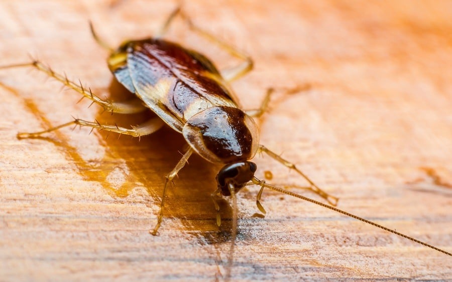 cockroach on the wooden floor cockroach on the wooden floor