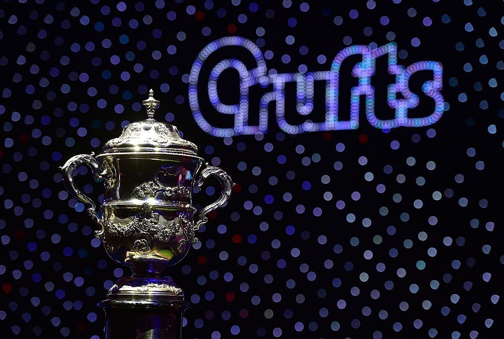 The trophy for the Best in Show category awaits the winner at the Crufts Dog Show