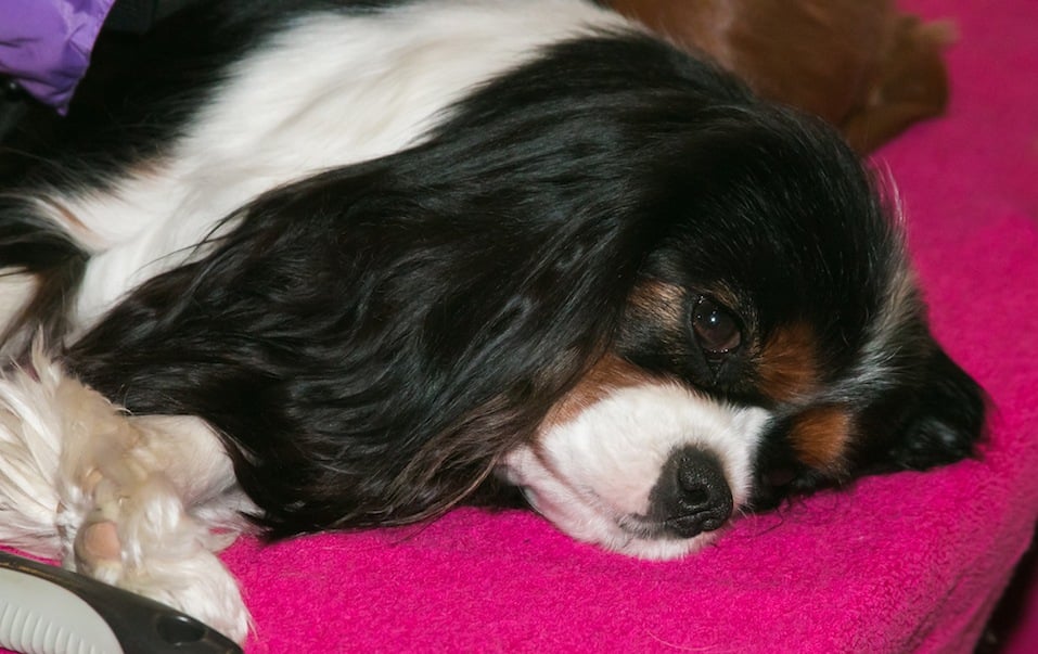 cute cavalier king charles spaniel dog